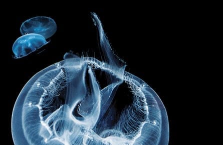 Attack of the jellyfish