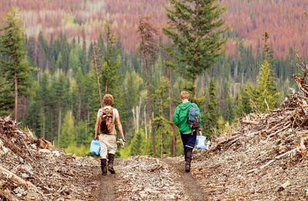 Into the wild