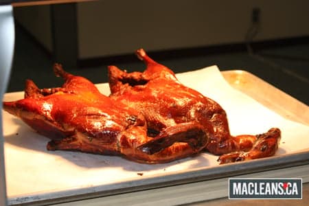 duck