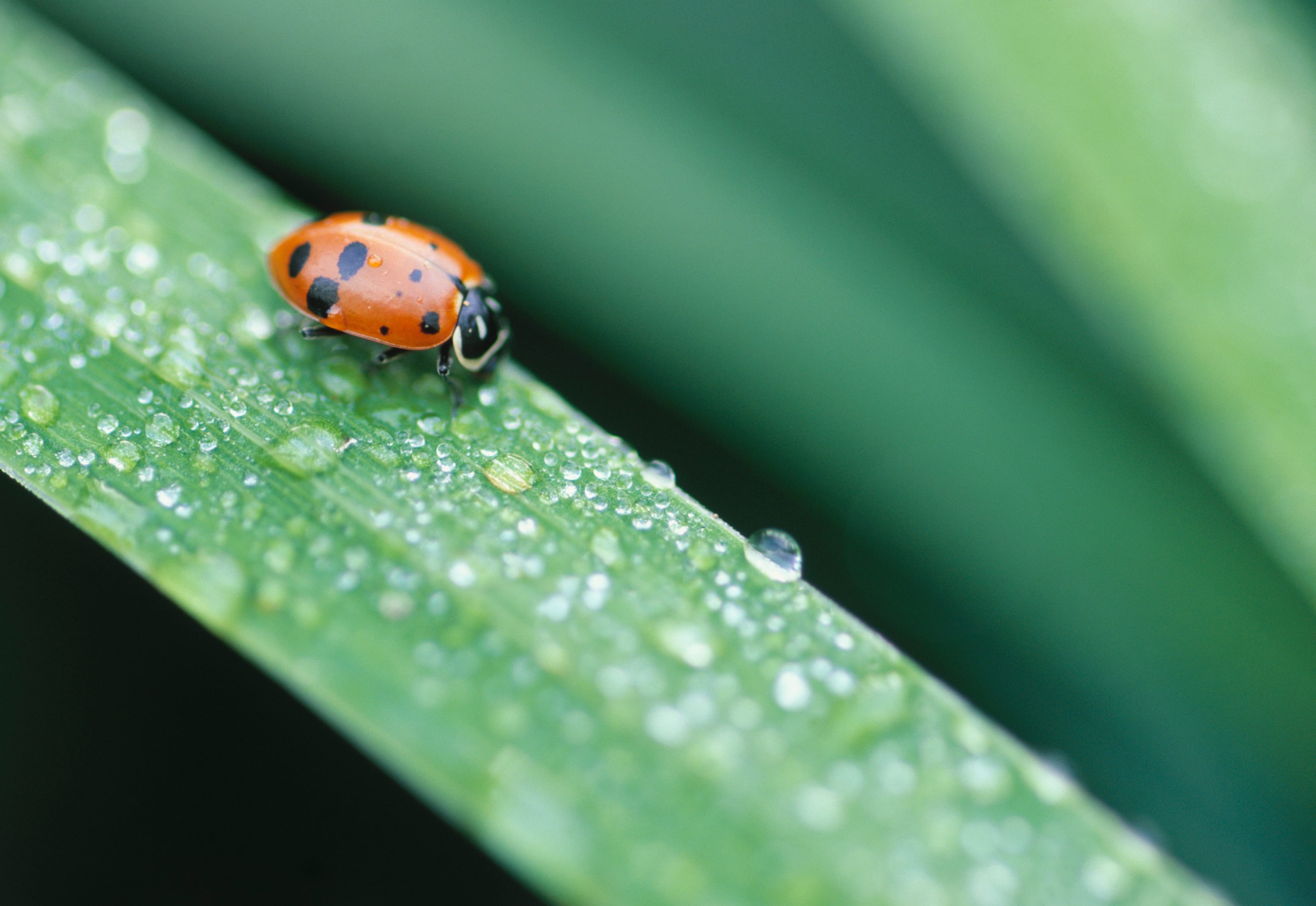 Gardening