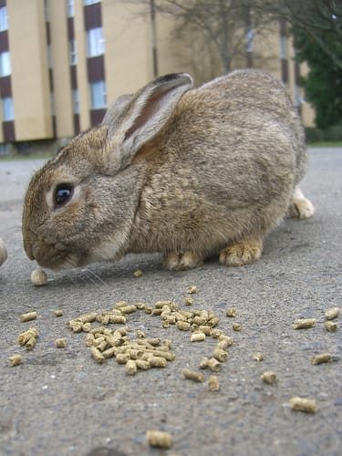 Rabbit
