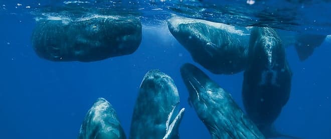 In the company of whales