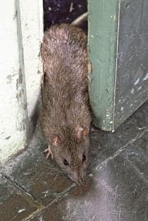 Rat race