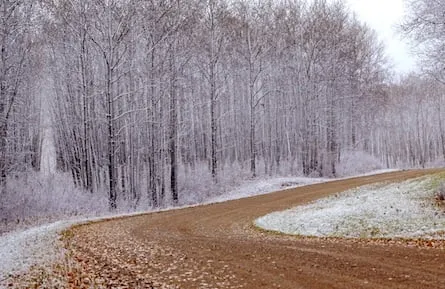 Forest and Path in Winter