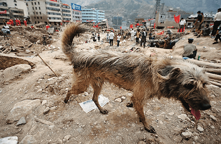 rescue dog feature real