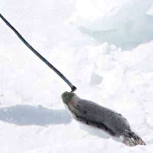 seal-hunt-300
