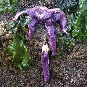 MAC24_SEA_STAR_GOO_FEATURE