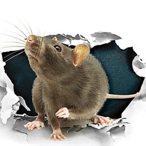 PHOTO ILLUSTRATION BY SARAH MACKINNON