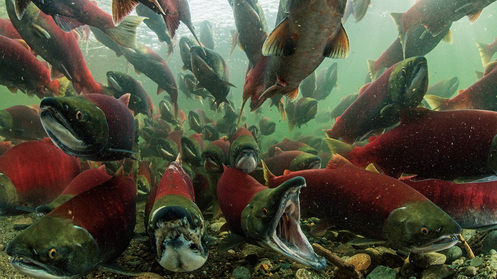 MAC46_PHOTO_ESSAY_SALMON_CAROUSEL
