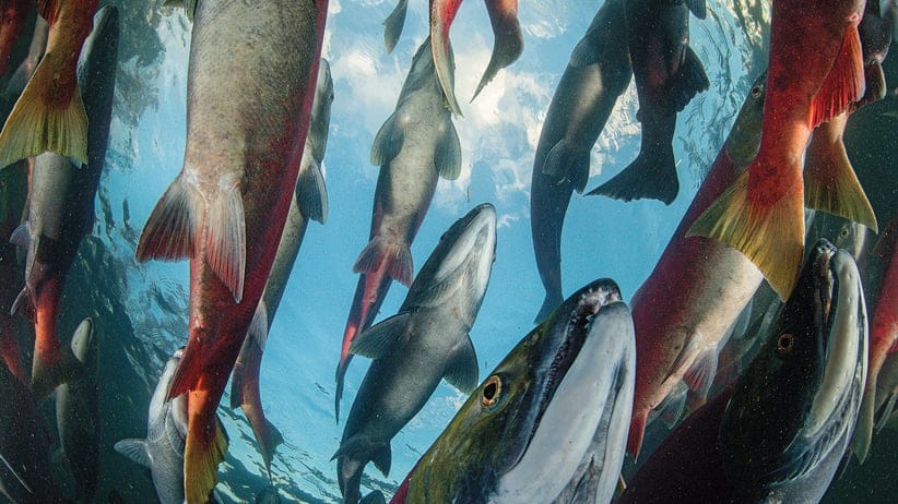MAC46_PHOTO_ESSAY_SALMON_POST04