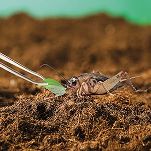 MAC03_ETHICAL_INSECTS_FEATURE