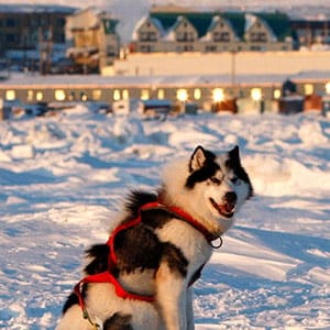 Sled dogs rest on the frozen Frobisher Bay in Iqaluit