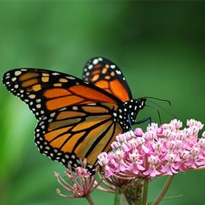Monarch Butterfly on Milkweed (Shutterstock)