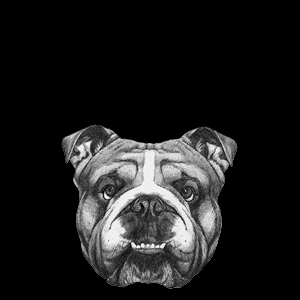 BULLDOG
