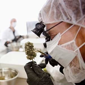 Director of Quality Assurance Thomas Shipley prunes dry marijuana buds before they are processed for shipping at Tweed Marijuana Inc in Smith's Falls, Ontario, April 22, 2014. By unlocking the once-obscure medical marijuana market, Canada has created a fast-growing, profitable and federally regulated industry with a distinct appeal to the more daring global investor. About a dozen producers of the drug will find themselves in the spotlight this year as they consider going public or prepare to so through share sales or reverse takeovers to capitalize on recent regulatory changes, investment bankers said. Tweed Marijuana Inc, which converted an old chocolate factory into a marijuana farm, led the pack by becoming the first publicly held Canadian company in the sector. Picture taken April 22, 2014. REUTERS/Blair Gable (CANADA - Tags: HEALTH DRUGS SOCIETY BUSINESS AGRICULTURE) - RTR3TJ5P