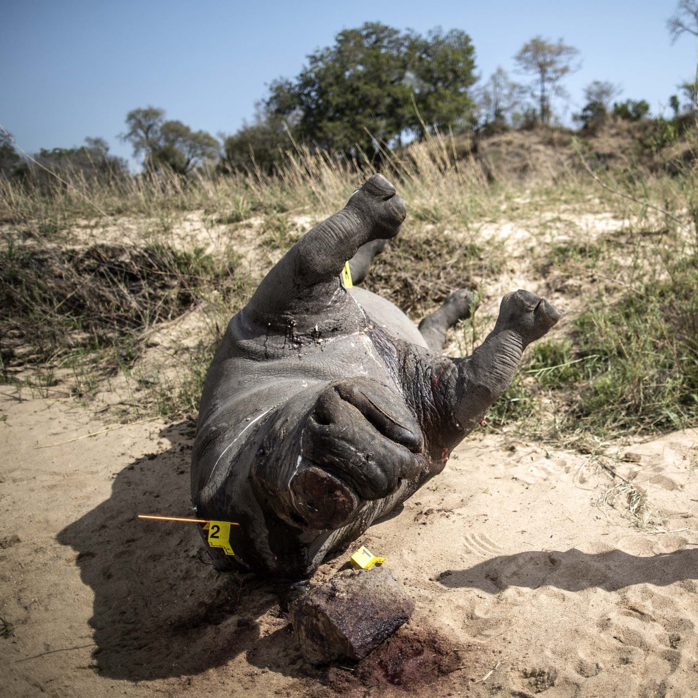 The carcass of a poached and mutilated white rhino lies on the banks of a river as a South African Police Services forensic investigator works on the crime scene on September 12, 2014 at Kruger National Park. As investigators comb a scene of a dehorned rhino in South Africa's Kruger National Park, its horn is likely to have already been smuggled out of the country to Asia, highlighting the extent of organised poaching cartels threatening the endangered species. AFP PHOTO/MARCO LONGARI (Photo credit should read MARCO LONGARI/AFP/Getty Images)