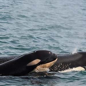 A new orca whale calf is seen near Sooke, B.C., on Monday, September 7, 2015. The new calf, named L122, was spotted Monday by members of the Center for Whale Research. The baby orca was swimming with her mother L91, a 20-year-old orca. (Dave Ellifrit/Center for Whale Research/CP)