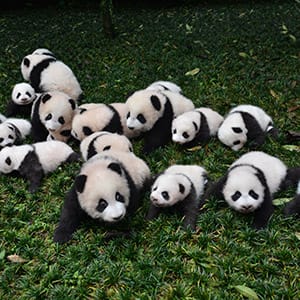 NGAWA, CHINA - OCTOBER 24: (CHINA OUT) New born baby giant pandas appear at China Conservation and Research Center for the Giant Panda on October 24, 2015 in Ngawa Tibetan and Qiang Autonomous Prefecture, Sichuan Province of China. 26 giant pandas were born at China Conservation and Research Center for the Giant Panda in Ngawa this year and 23 survived. (ChinaFotoPress/Getty Images)