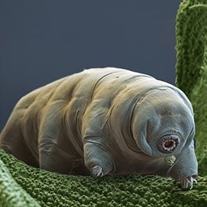 Water bear. Color enhanced scanning electron micrograph (SEM) of a water bear (Paramacrobiotus tonolli) feeding. Water bears (or tardigrades) are tiny invertebrates that live in aquatic and semi-aquatic habitats such as lichen and damp moss. Paramacrobiotus tonolli is a carnivorous species that feeds on nematodes and rotifers. Water bears are found throughout the world, including regions of extreme temperature, such as hot springs, and extreme pressure, such as deep underwater. They can also survive high levels of radiation and the vacuum of space. Magnification: x400 when printed at 10 centimeters wide.