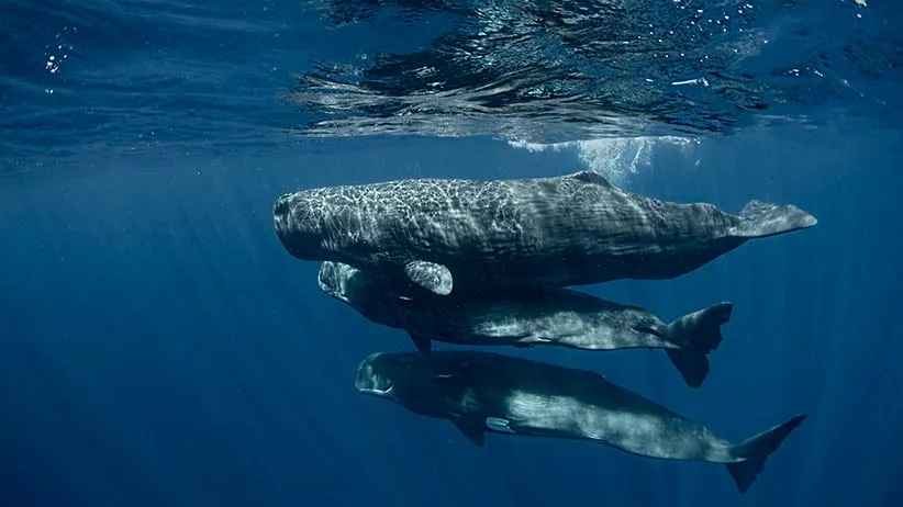 The three calves of Unit R swim together at the surface. ‘Riot’, in the middle is still too young to dive deeply with her mother and so must be escorted at the surface to protect her from predators. Groups of calves are often left alone at the surface while the females in the unit hunt for squid at depth. Otherwise, calves have adult babysitters, who are often the mother’s closest relatives. Sperm whale society is matrilineal; grandmothers, mothers and calves living together for life and communal care for calves is the key to their social groups. (Amanda Cotton)