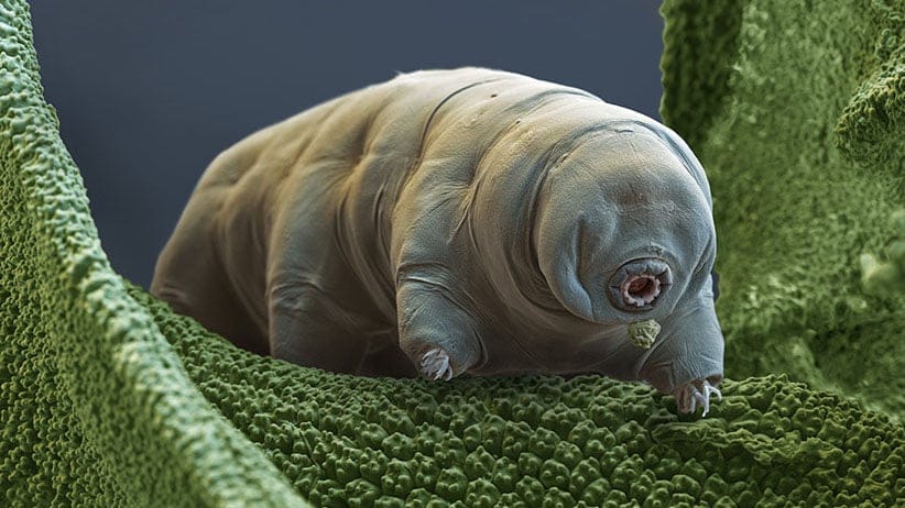 A water bear, or a tardigrade, is shown at 400x magnification when printed at 10 centimetres wide. (Eye of Science/Science Source)