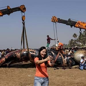 A tourist takes a selfie next to the carcass of a dead whale on a beach along the Arabian Sea in Mumbai, India, January 29, 2016. (Danish Siddiqui/Reuters)