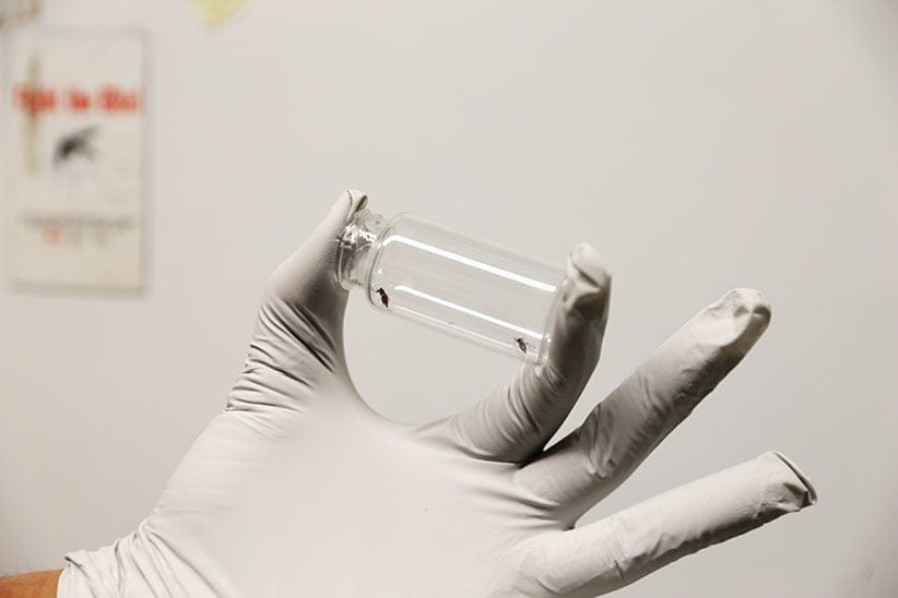 Studying mosquitoes in the Insectary at Brock University. (Photograph by Kayla Chobotiuk)