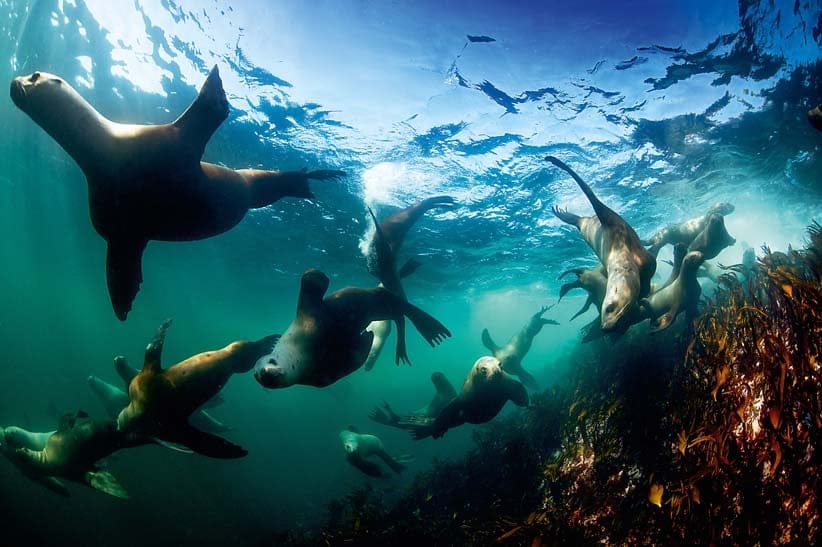 Over 50 species of prey have been identified in Steller sea lions' diet, but the large pinnipeds mostly prefer large schooling fish, including herring, hake, and salmon. It is estimated that BC's sea lions consume over 100 million kilograms (220 million pounds) of seafood a year. (Ian McAllister/Pacific Wild)