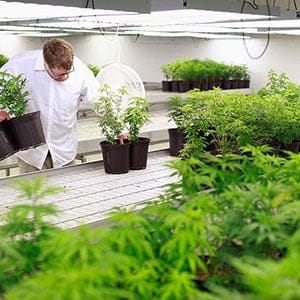 Production Assistant Dan Brennan collects marijuana plant clones to be moved into a growing room at Tweed Marijuana Inc in Smith's Falls, Ontario, February 20, 2014. By unlocking the once-obscure medical marijuana market, Canada has created a fast-growing, profitable and federally regulated industry with a distinct appeal to the more daring global investor. About a dozen producers of the drug will find themselves in the spotlight this year as they consider going public or prepare to so through share sales or reverse takeovers to capitalize on recent regulatory changes, investment bankers said. Tweed Marijuana Inc, which converted an old chocolate factory into a marijuana farm, led the pack by becoming the first publicly held Canadian company in the sector. Picture taken February 20, 2014. (Blair Gable/Reuters)