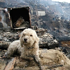 A dog sits near the remains of a house after a fire in Comuna 13 in Medellin, Colombia. (Fredy Amariles/Reuters)
