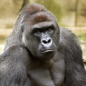 photo provided by the Cincinnati Zoo and Botanical Garden shows Harambe, a western lowland gorilla, who was fatally shot Saturday, May 28, 2016, to protect a 3-year-old boy who had entered its exhibit. Jeff McCurry/AP