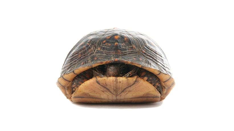 Box turtle hiding in his shell on a white background. (Princessdlaf/Getty Images)