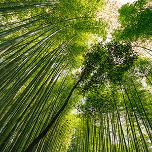 Beautiful green bamboo forest in Japan