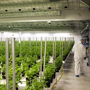 Medical marijuana plants grow in a climate controlled growing room at the Tweed Inc. facility in Smith Falls, Ontario, Canada, on Nov. 11, 2015. Construction and marijuana companies are poised to benefit from the Liberal Party's decisive win in Canada's election, with leader Justin Trudeau vowing to fund infrastructure spending with deficits and legalize cannabis. (James MacDonald/Bloomberg/Getty Images)