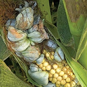 Corn smut. (Inga Spence/Getty Images)
