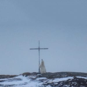 A polar bear looks up at a cross in Wesleyville, N.L., on Wednesday, March 29, 2017. Jessica Andrews says she was "beyond amazed" when she saw a polar bear roaming around an island just outside her window in a small community on Newfoundland's central coast and appearing to pray. (Jessica Andrews/CP)