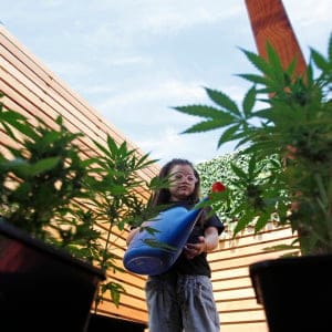In this Nov. 16, 2014 photo, Javiera Canales, poses for a photograph next to marijuana plants grown in her home. Her mother grows the plants to extract oil to treat Javiera's seizures, though she could face up to 15 years in jail for doing so. (Luis Hidalgo/AP/CP)