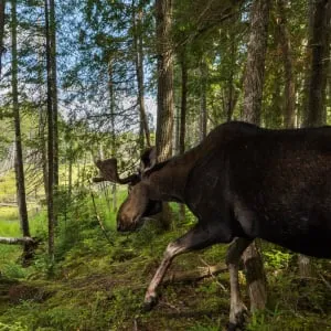 A camera trap captures a bull mose, Alces alces, as it descends to a forest clearing, New Brunswick, Canada.