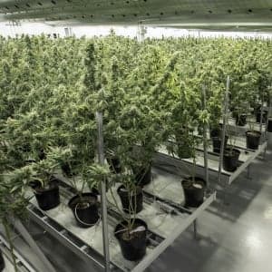 How big is Canada's marijuana market, really?
