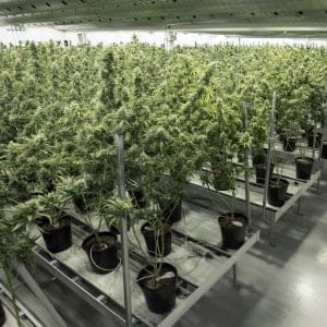 Tweed employee Ryan Harris works inside the Flowering Room with medicinal marijuana at Tweed INC. in Smith Falls, Ontario, on December 5, 2016. (Lars Hagberg/AFP/Getty Images)