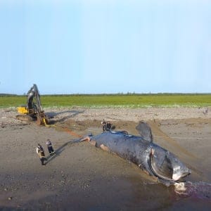 This is the 8th confirmed right whale death in the Gulf of St. Lawrence area so far this summer. This animal was reported floating July 20 and was very quickly brought to shore in northern New Brunswick by Fisheries and Oceans Canada (DFO). The team from MARS, Canadian Wildlife Health Cooperative - Atlantic Veterinary College, Université de Montréal and DFO are now onsite conducting the necropsy. (Marine Animal Response Society)