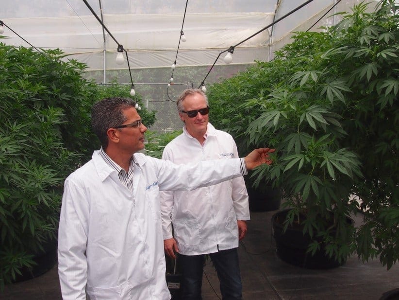 Left: Marcelo Siqueira, COO of PharmaCielo Colombia Holdings S.A.S.
Right (with sunglasses): Patricio Stocker, President and CEO, PharmaCielo Ltd.
Inside greenhouses at PharmaCielo Colombia Holdings (a subsidiary of
Toronto-based PharmaCielo Ltd.) property in Rionegro, Colombia, an
hour's drive east of Medellin. (Brian Hutchinson)
