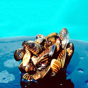 Shipping companies, scientists and environmentalists have long debated how to stop the onslaught of exotic species such as zebra mussels in the Great Lakes. Now, lawyers are getting involved. Many of the 183 invasive species known to inhabit the lakes arrived in ballast water dumped by oceangoing ships. A Michigan law that took effect this year requires freighters to sterilize ballast before discharging it into the state's waters. (U.S. Department of Agriculture/AP/CP)