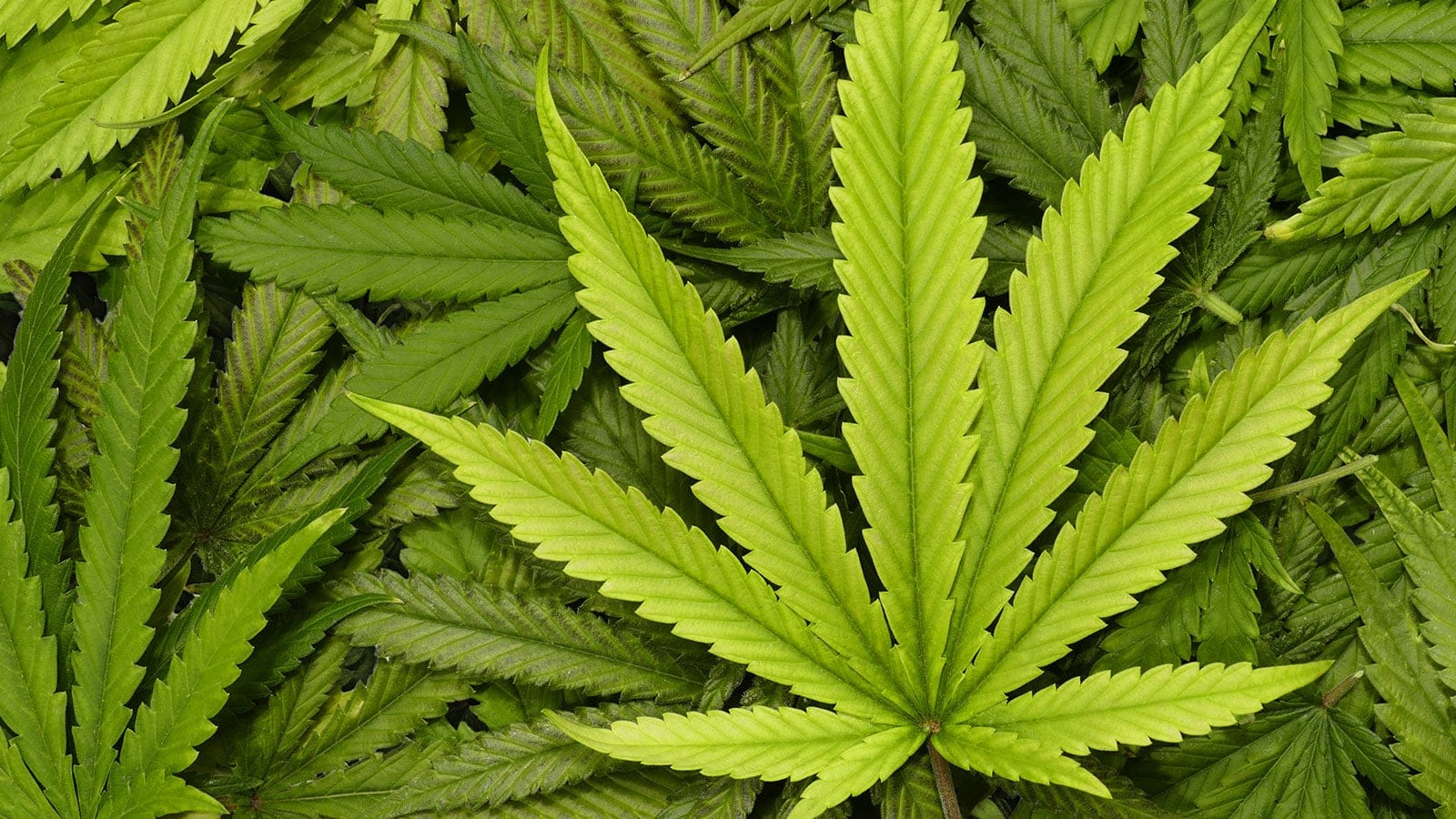 Marijuana leaves (Shutterstock)