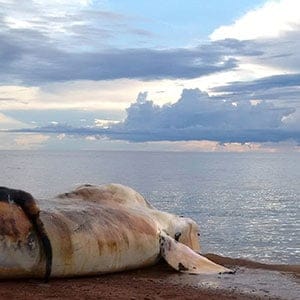 The carcass of a right whale is prepared to be towed out to sea near Norway, Prince Edward Island, Canada June 28, 2017. (Fisheries and Oceans Canada/Reuters)
