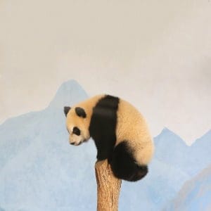 Female panda twin Jia Yueyue whose name means Canadian joy climbs to the highest point in the enclosure. The Panda twins gear up for their first birthday on October 13th. The Toronto Zoo has celebrations for Giant Pandas all week that include photo booths, colouring stations and viewings of the twins. in Toronto. October 8, 2016. (Steve Russell/Toronto Star/Getty Images)