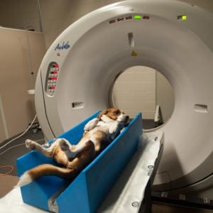A Beagle preparing for an MRI scan at the University of Saskatchewan. (Photograph by Nayan Sthankiya)