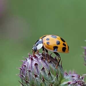 Harlequin ladybird harmonia axyridis on thistle head