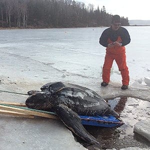 A dead leatherback turtle is removed from the waters of Bras d'Or Lake in Nova Scotia. (Sue MacLean)