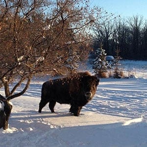 Freddy the Bison. (Anne Miller)
